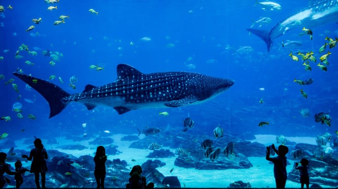 Explore the Captivating Underwater World at Fort Lauderdale’s Best Aquariums